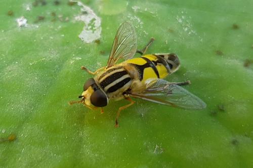 Réf. 266 279 : Helophilus trivittatus