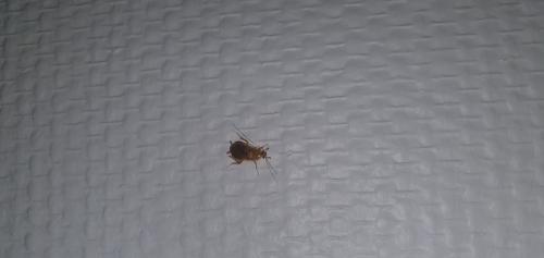 Ectobius sp.
