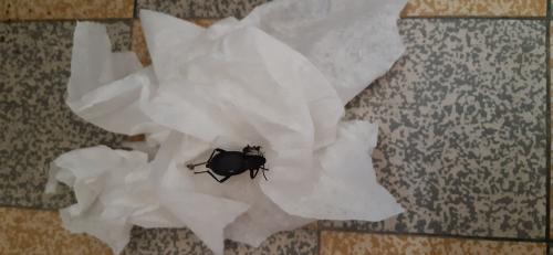 Blaps sp.