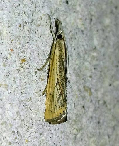 Réf. 266 704 : Agriphila inquinatella
