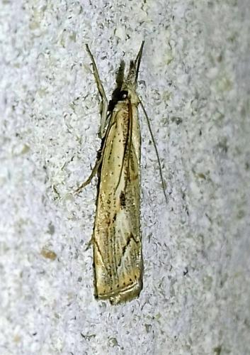 Réf. 266 705 : Agriphila geniculea