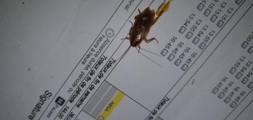 Blattella germanica