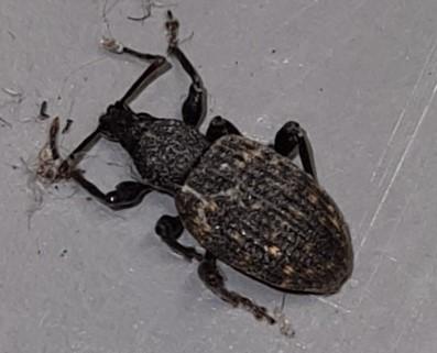Otiorhynchus sulcatus