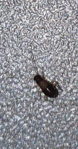 Blattella germanica