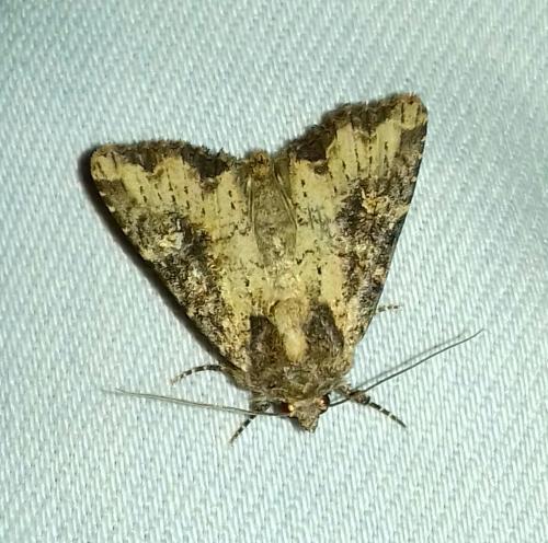 Réf. 266 876 : Mesapamea sp.
