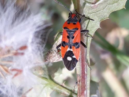 Réf. 266 880 : Lygaeus equestris