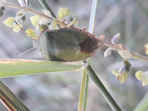 Palomena prasina