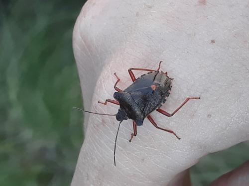 Pentatoma rufipes