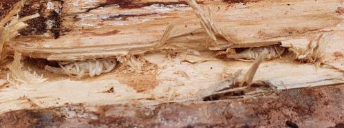 Réf. 266 951 : Acanthocinus aedilis