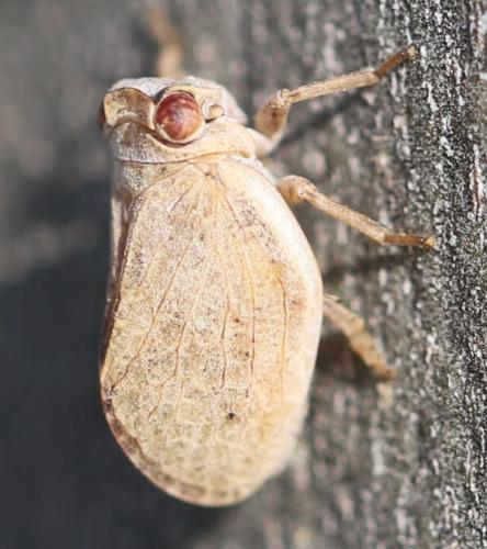 Agalmatium bilobum
