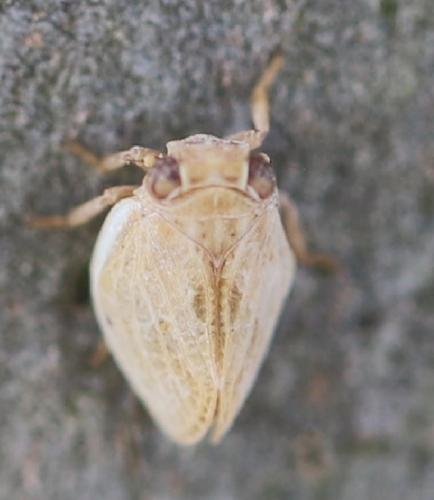 Agalmatium bilobum