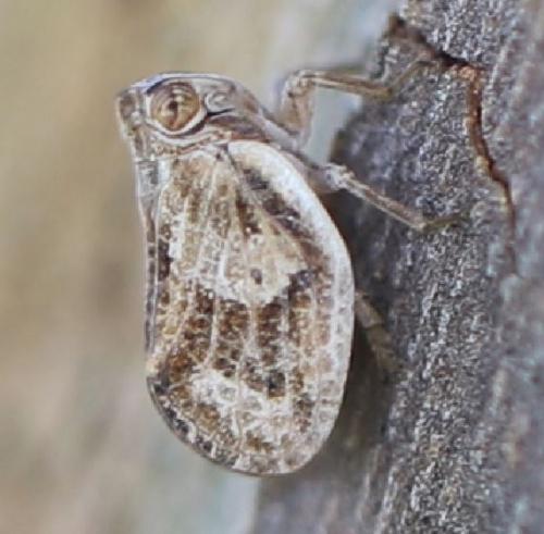 Agalmatium sp.