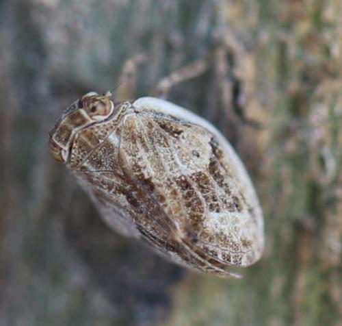 Agalmatium sp.