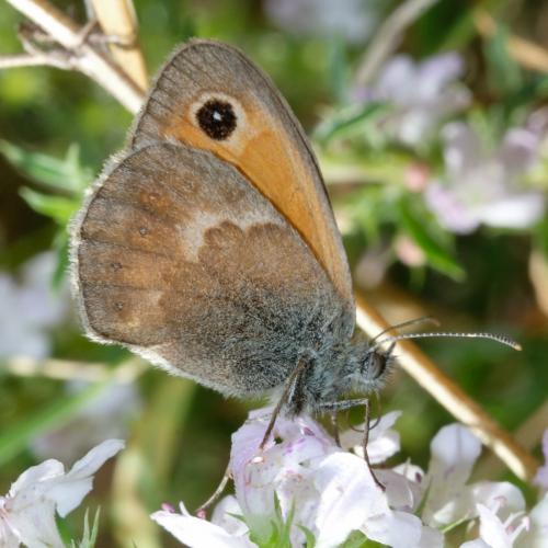 Réf. 266 584 : Coenonympha pamphilus