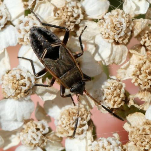 Rhyparochromus sp.