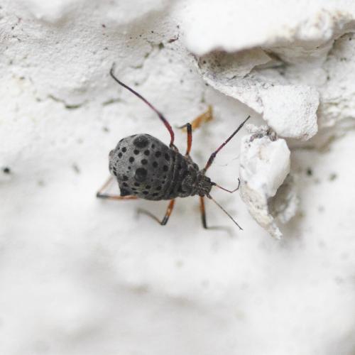 Réf. 266 558 : Tuberolachnus salignus