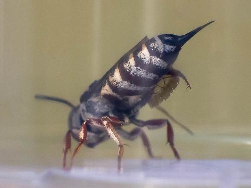 Réf. 266 478 : Coelioxys acanthura