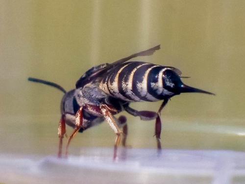 Réf. 266 479 : Coelioxys acanthura