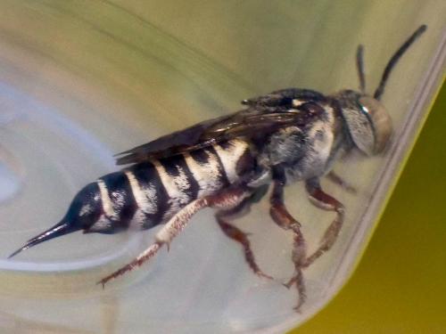 Réf. 266 481 : Coelioxys acanthura