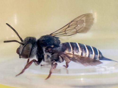 Réf. 266 482 : Coelioxys acanthura