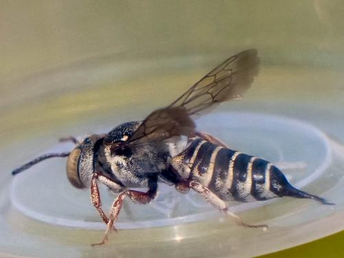 Réf. 266 483 : Coelioxys acanthura