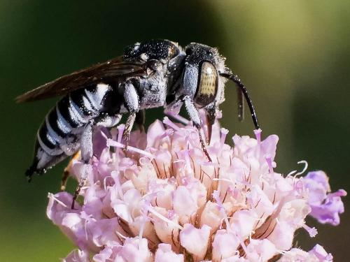 Réf. 266 331 : Coelioxys argentea