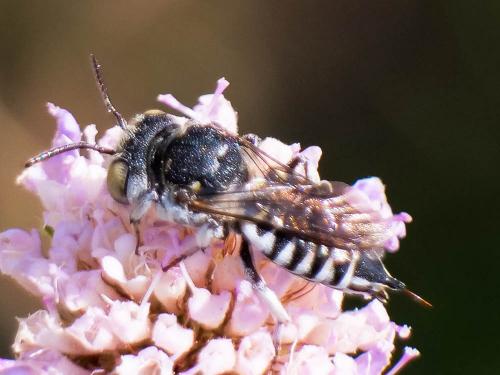 Coelioxys argentea
