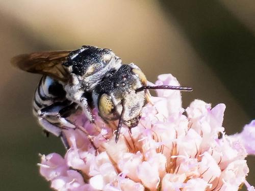 Coelioxys argentea