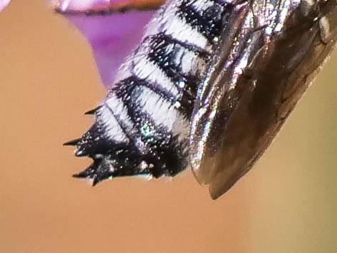 Réf. 266 339 : Coelioxys argentea
