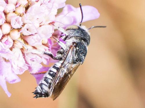 Coelioxys argentea