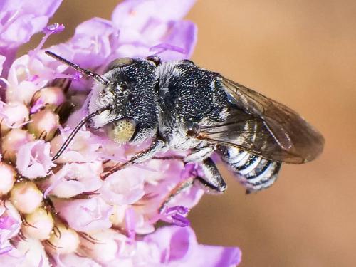 Coelioxys argentea