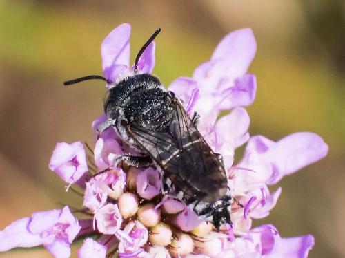 Réf. 266 342 : Coelioxys argentea