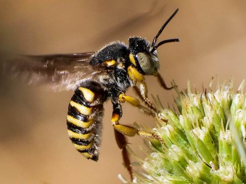 Icteranthidium grohmanni