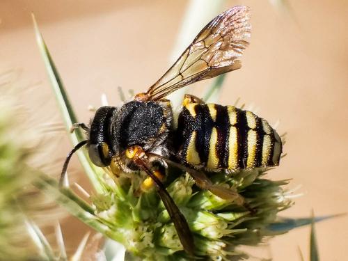 Icteranthidium grohmanni