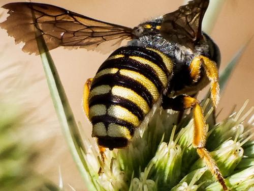 Icteranthidium grohmanni