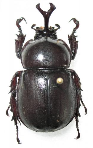Cyphonistes inermicollis