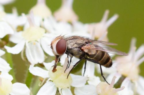 Pterella sp.