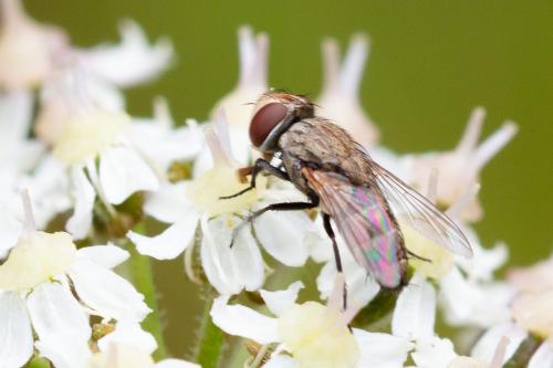 Pterella sp.