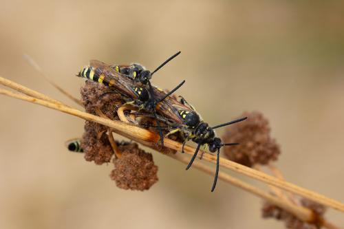 Réf. 266 626 : Colpa sexmaculata