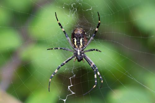 Argiope bruennichi