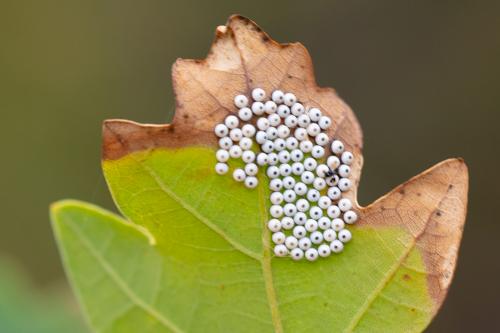 Phalera bucephala