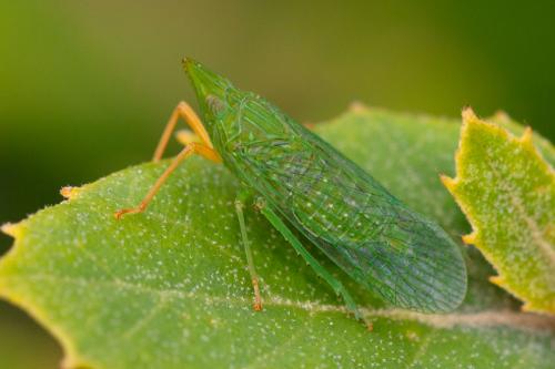 Réf. 266 672 : Dictyophara multireticulata