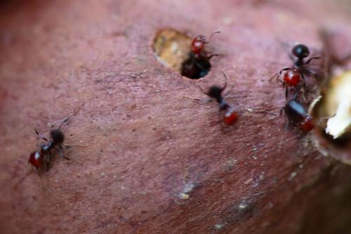 Réf. 266 744 : Crematogaster scutellaris