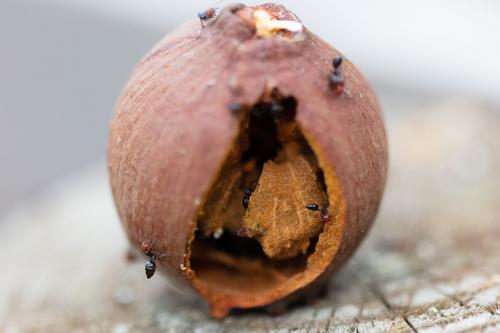 Réf. 266 746 : Crematogaster scutellaris