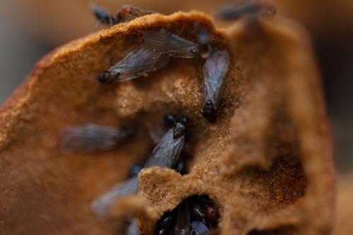 Réf. 266 748 : Crematogaster scutellaris