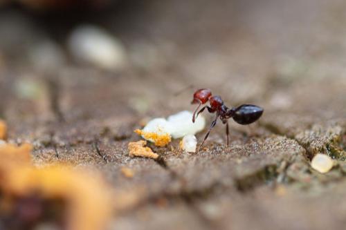Réf. 266 751 : Crematogaster scutellaris
