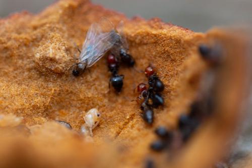 Réf. 266 747 : Crematogaster scutellaris