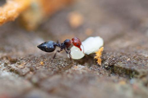 Réf. 266 749 : Crematogaster scutellaris