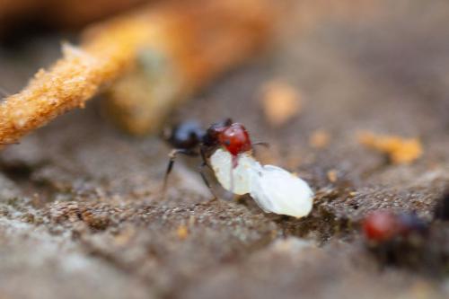 Réf. 266 750 : Crematogaster scutellaris