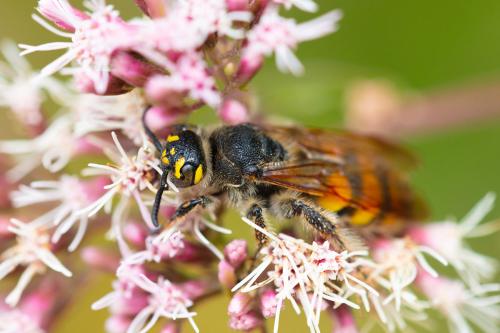 Colpa sexmaculata